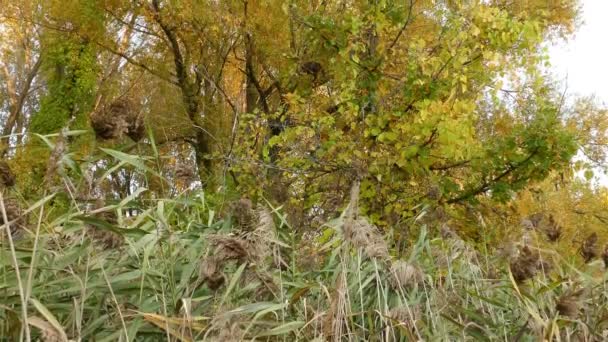 Skjuten Bakifrån Täta Lövverk Flodstrand Lutande Upp Avslöjar Stora Höga — Stockvideo