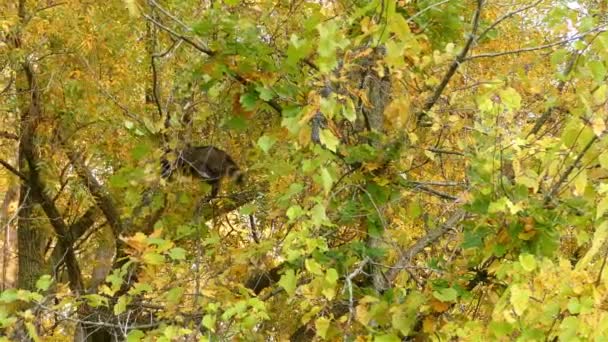 高い木の枝に野生のタヌキが眠っており 紅葉の間に隠れている — ストック動画