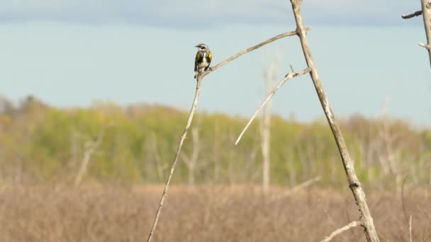 Bird Sentou Galho Árvore Morta Pântano Floresta Embaçada Tempo Ensolarado — Vídeo de Stock