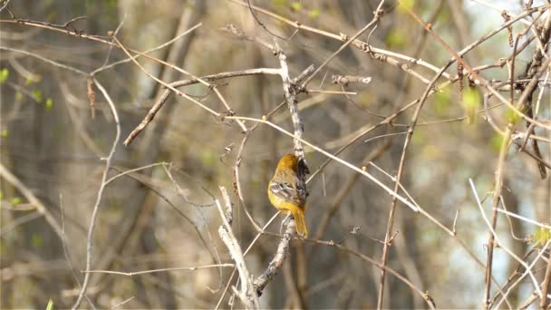 Pequeño Pájaro Naranja Comiendo Insecto Rama Del Árbol Mientras Posa — Vídeo de stock