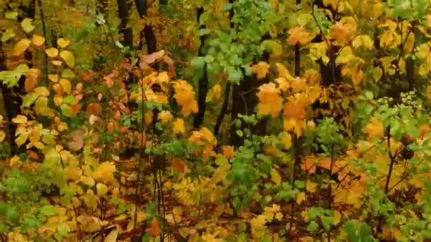秋天的森林里 多彩的湿湿的郁郁葱葱的树叶 禁止相机移动 — 图库视频影像