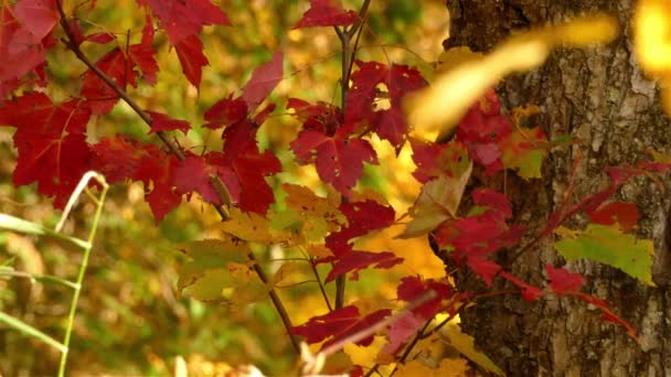 Panoramaaufnahme Lebendige Herbstblätter Wäldern Rote Und Gelbe Farben Kanada — Stockvideo