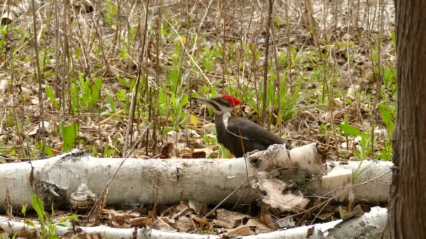 Pileated Woodpecker Drilling Fallen Tree Wood Forest Static Shot — Stock Video