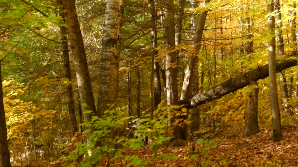 Static Shot Fallen Tree Trunk Deep Forest Birds Morning Sun — Stock Video