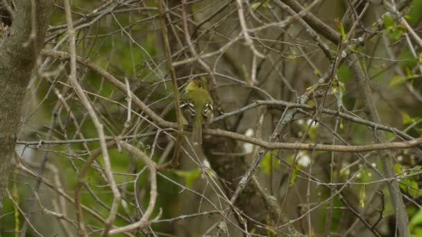 Cute Little Songbird Green Plumage Sitting Tree Branch Leaves Flying — Stock Video