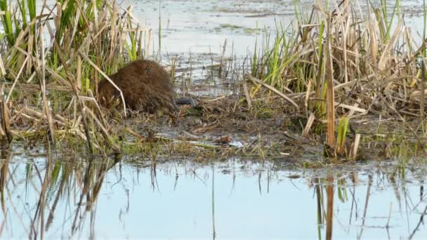 Muskrat Σκάψιμο Τρύπα Για Την Αναζήτηση Της Βλάστησης Ένα Υγροβιότοπο — Αρχείο Βίντεο