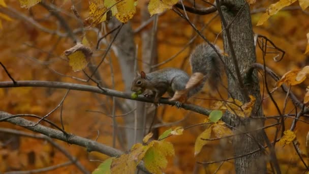 Esquilo Pequeno Bonito Com Nozes Sua Boca Fugindo Galho Árvore — Vídeo de Stock