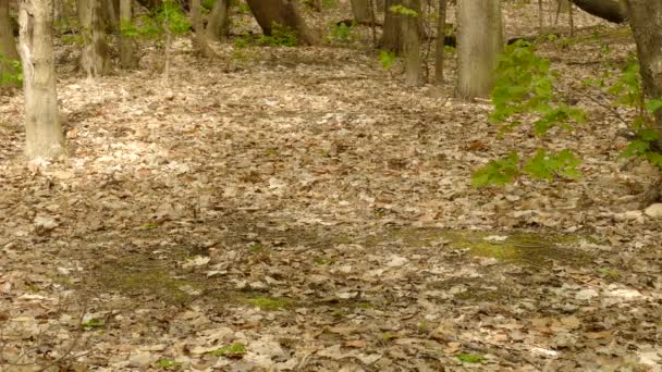 Minúsculo Pássaro Magnolia Warbler Procura Comida Nas Folhas Cobertas Chão — Vídeo de Stock