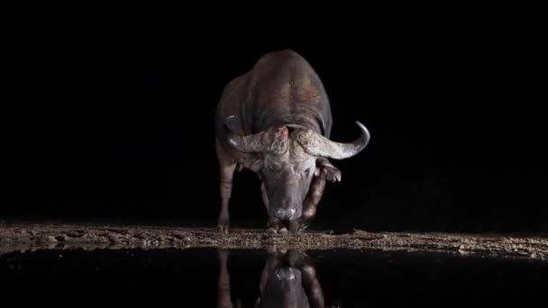 Cabo Búfalo Por Noche Acerca Estanque Oscuro Para Beber Agua — Vídeos de Stock