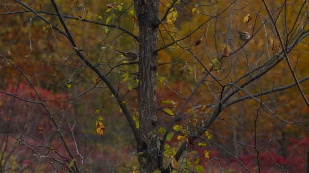 Пара Воробьиных Птиц Прыгающих Ветках Деревьев Красочный Осенний День — стоковое видео