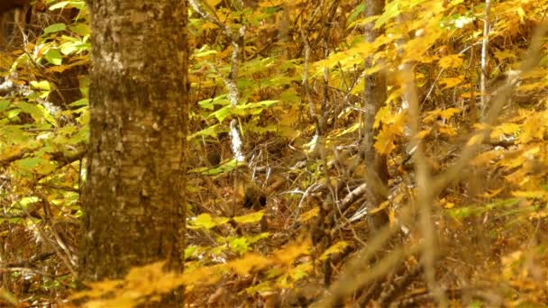 Grackle Común Aves Saltando Denso Color Dorado Bosque Otoño — Vídeo de stock