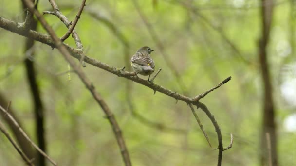 Rumbled Warbler Setopga Coronata 밖으로 아래로 날아가는 나뭇가지에 — 비디오