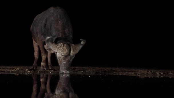 Zwarte Nacht Achtergrond Cape Buffalo Drankjes Weerspiegelt Drinkplaats — Stockvideo