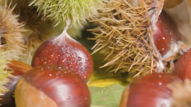 Gros Plan Détaillé Fruit Châtaigne — Video