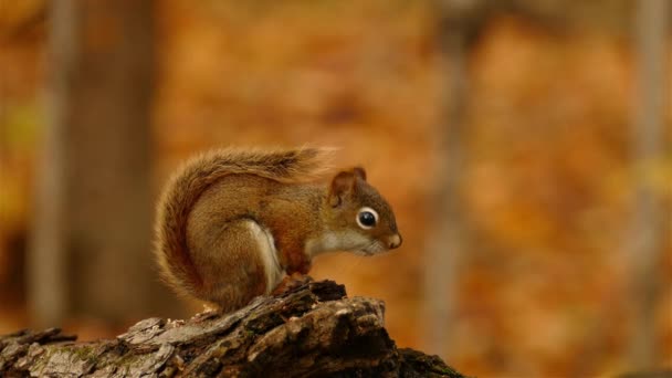 Carino Piccolo Scoiattolo Rosso Munching Ramo Pino Contro Tavolozza Dei — Video Stock