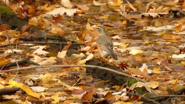 Brown Little Bird Playing Dry Autumn Maple Leaves — Stock Video