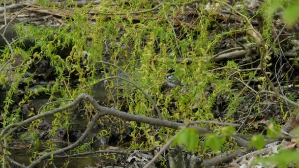 Piękny Kasztan Strome Warbler Podpisywanie Ptaków Kanadyjskim Parku Narodowym Czysta — Wideo stockowe
