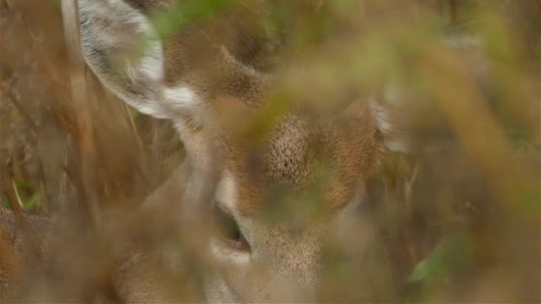 Zoom Vicino Attraverso Sottobosco Cervi Mentre Mastica Bolo Alimentare Guarda — Video Stock