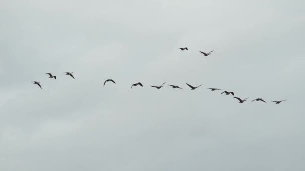 以V字形飞行的鸟类 以减少群中成员的疲劳 以及在迁徙季节引导产生电流和循环空气的大鸟或强鸟 — 图库视频影像
