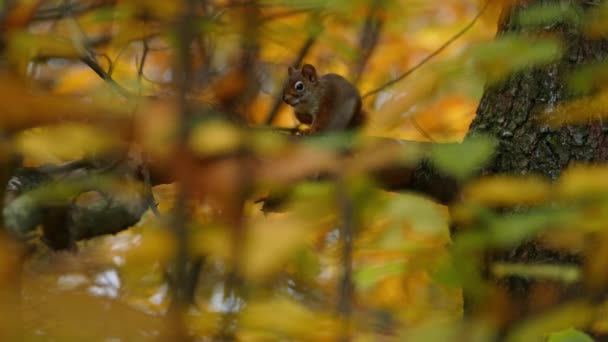 Een Eekhoorn Blijft Bevriezen Een Boom Een Prachtige Herfst Setting — Stockvideo