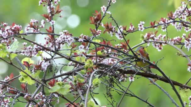 黄色の小さな鳥が花の上に座っているブッシュそれから離陸し 静的なビュー — ストック動画