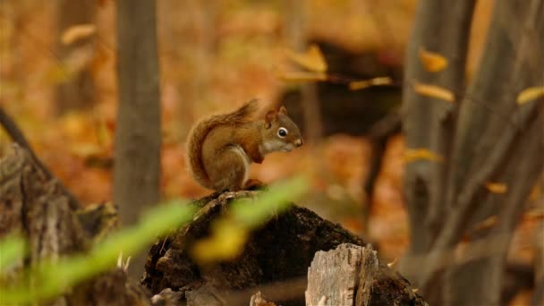 Nahaufnahme Eichhörnchen Profil Steht Auf Baumstamm Natürlichem Lebensraum Herbstwald — Stockvideo