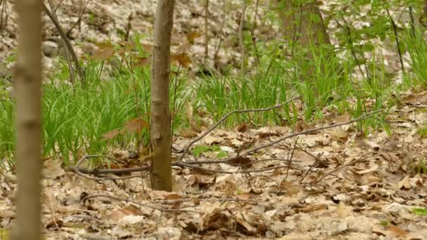 Pequeño Pájaro Saltando Sobre Hojas Tierra Vista Estática — Vídeo de stock