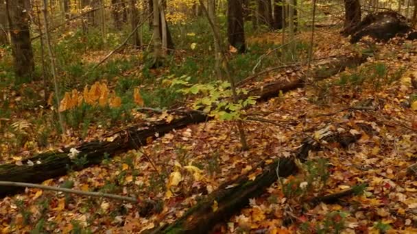 Падение Осенней Листвы Лесу Осенью Фиксированный Высокий Угол Панорамный Снимок — стоковое видео