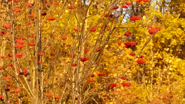 Žluté Podzimní Listy Dozrávajícími Červenými Horskými Bobulemi Ptáky Letícími Stromu — Stock video