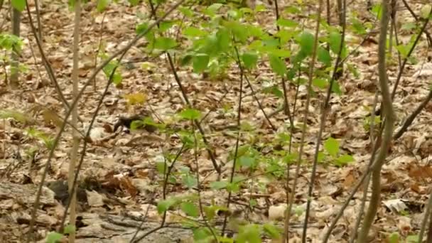 Trois Petits Oiseaux Assis Sur Les Branches Dans Bush Vue — Video