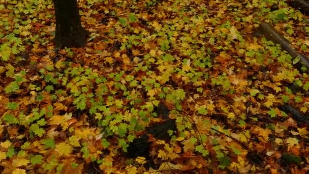 Bir Sonbahar Ormanında Islak Yaprakların Yukarıdan Aşağı Görüntüsü Çiseleyen — Stok video