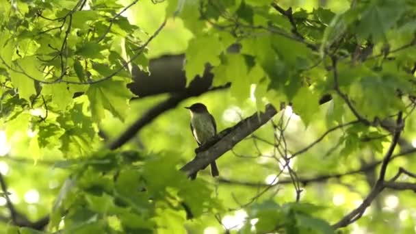 夏の晴れた日に緑の葉を持つ枝の木に熟考して座っている東部のフェーベ — ストック動画