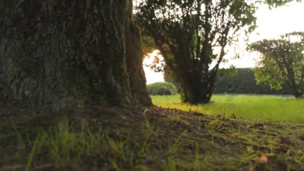 Quiet Peaceful Green Park Grass Tree Trunk Bark Upward Gimbal — Stock Video