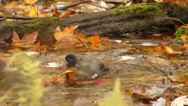 小候鸟 美洲知更鸟 带红色橙色乳房的候鸟 在秋天落叶前在水坑中洗澡和清洁 — 图库视频影像