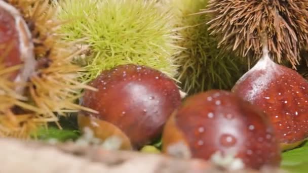 Macro Revelar Tiro Erizo Castañas Frutos Castaño Hojas Verdes Concepto — Vídeo de stock