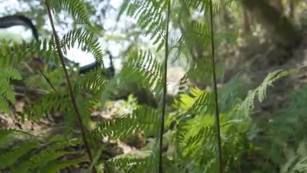 Foliage Green Ferns Forest Flowing Wind Zavřít Natáhnout — Stock video