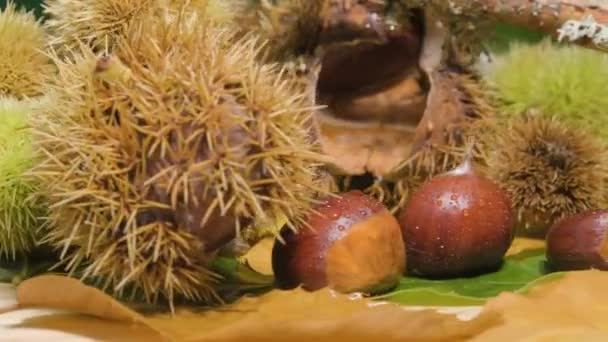 Rotação Tiro Castanhas Frescas Com Conchas Hedgehog Conceito Outono — Vídeo de Stock