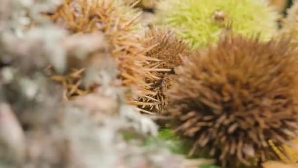 Kestane Kirpisi Dönüşünü Kapat Damlacıklı Çiğ Meyve Ortaya Çıkar Organik — Stok video