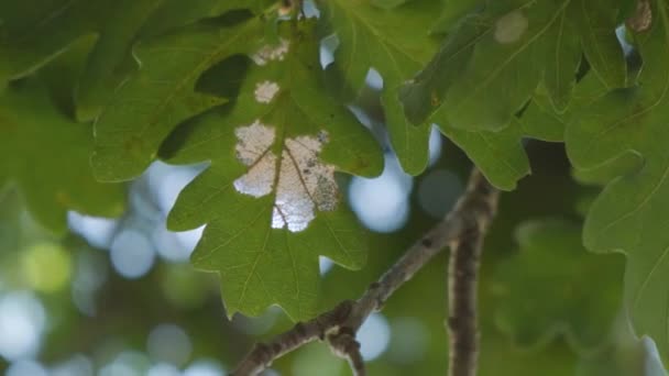 Hojas Verdes Roble Mañana Primavera Cerca — Vídeos de Stock