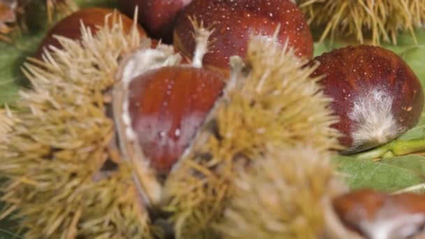 マクロショット水滴で栗の実を傾ける 新鮮な成分 — ストック動画
