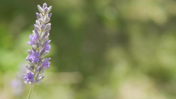 Isolated Lavender Flower Gently Swaying Wind Macro Shot — Vídeos de Stock