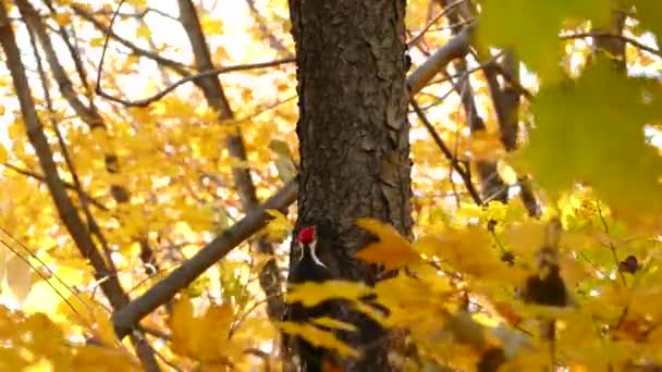 Pájaro Carpintero Tamborileando Árbol Buscando Comida — Vídeos de Stock