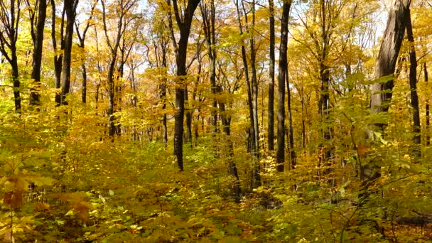 Noch Geschossen Herbst Vegetationslandschaft Lebendige Herbstfarben Dichten Gelben Wald — Stockvideo