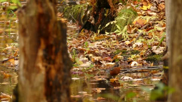 Американские Птицы Робин Щебечут Пьют Воду Тихом Спокойном Болоте — стоковое видео