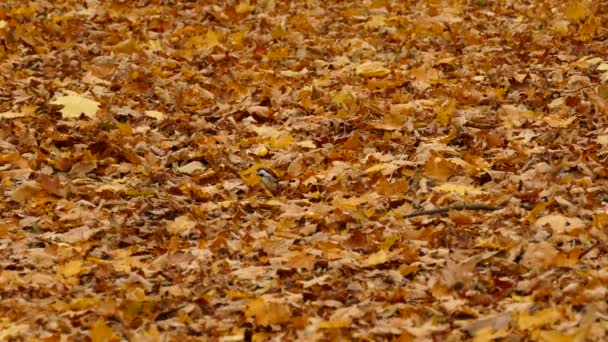 Tiny Tit Birds Jumping Forest Ground Covered Golden Autumn Leaves — стоковое видео