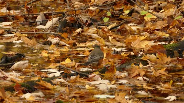 Roztomilý Robin Bird Hledá Potravu Barevné Padající Listí Stromu Během — Stock video