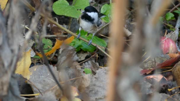 Curiosa Carolina Chickadee Explorando Terreno Forestal Lleno Hojas Cerca — Vídeos de Stock