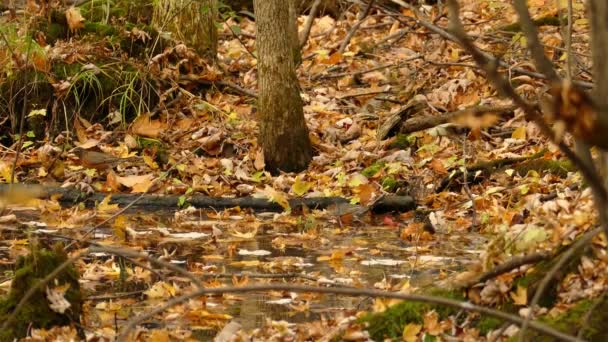 Black Capped Chikadee Bathing Washing Body Pond Water Autumn Leaves — Stock Video