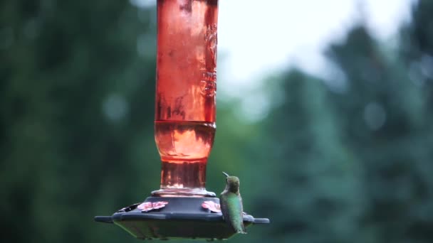 Close View Green Hummingbird Sitting Feeder Flying Away — Video