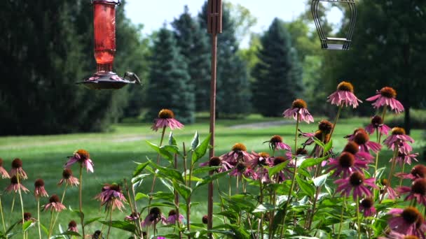 Hummingbird Sits Hanging Feeder Garden Flies Away Static — Vídeo de stock